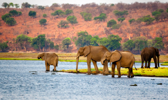 Botswana Baobab & Okavango Delta, tour e safari: Partenza esclusiva con accompagnatore