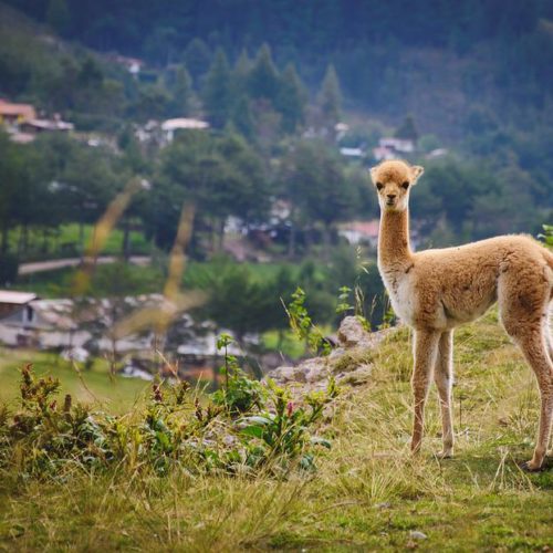 CAPODANNO IN PERU’ 2025 – Tour Perù Express