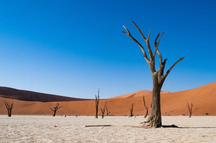 NAMIBIA- FLY & DRIVE 2025 – IL DESERTO E GLI ANIMALI